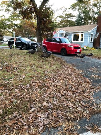 Wild turkeys roaming thru a lawn near Craigville Beach yesterday afternoon 