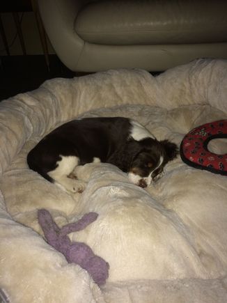 Little Farley , dreaming of hunting rabbits