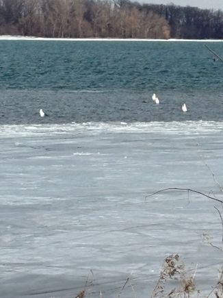 They dive to get food 