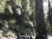 Its really hard to get a picture that shows the scale of the redwoods....some were even bigger but needed a safe spot to pull off.