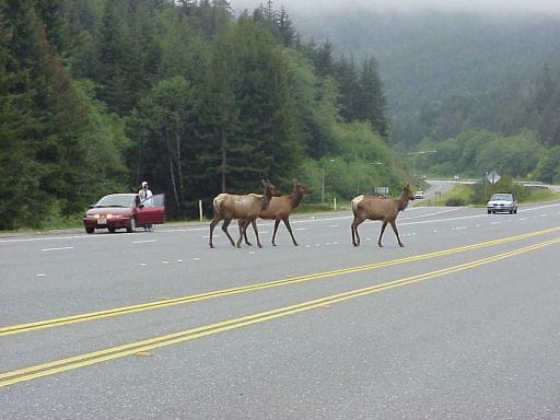 Elk Crossing, Hwy 101 North of Klamath, CA