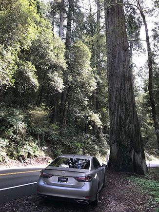 Its really hard to get a picture that shows the scale of the redwoods....some were even bigger but needed a safe spot to pull off.