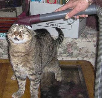 kitty vacuum