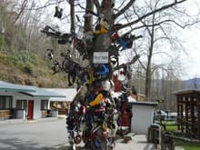 The Tree of Shame at Deals Gap - The Dragon
