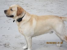 Our 100 pound Labrador, Gatsby at the beach in Carmel.