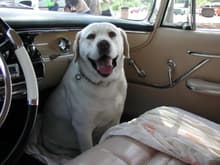 Our previous Labrador Retriever. Obi was a great friend and companion who died in February of 2009 at the young age of 11.
