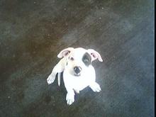 New Pitt pup "Strummer"