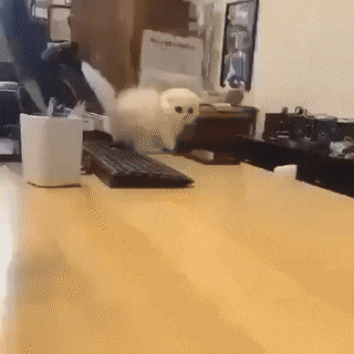 cute_white_cat_2285230b6f19cf1c5ca5d3dd546d3e67128b9f67.gif
