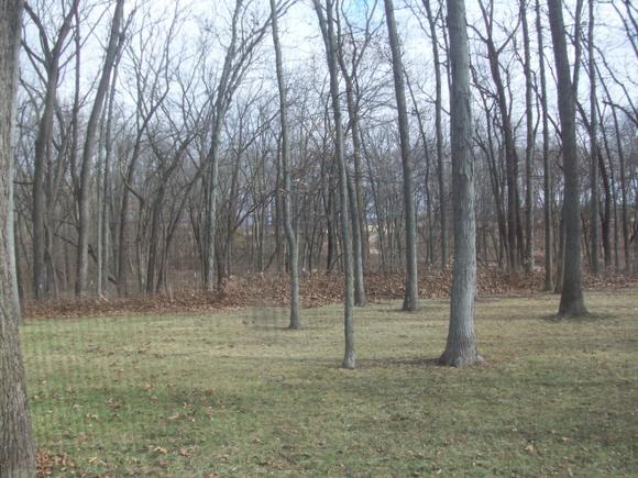 Wind raked back yard  - I don't have to do the 4th pass with the leaf vac.