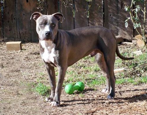 My Bluenose "Nitro"