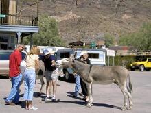 Oatman2