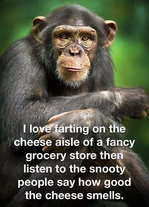 cheese_6e91b000aaae3b8e6235fc39b6ee2b983af32a07.jpg