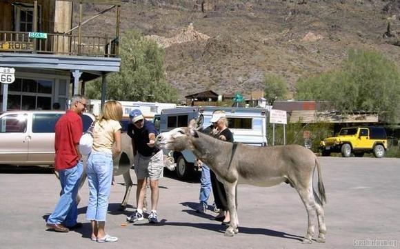 Oatman2