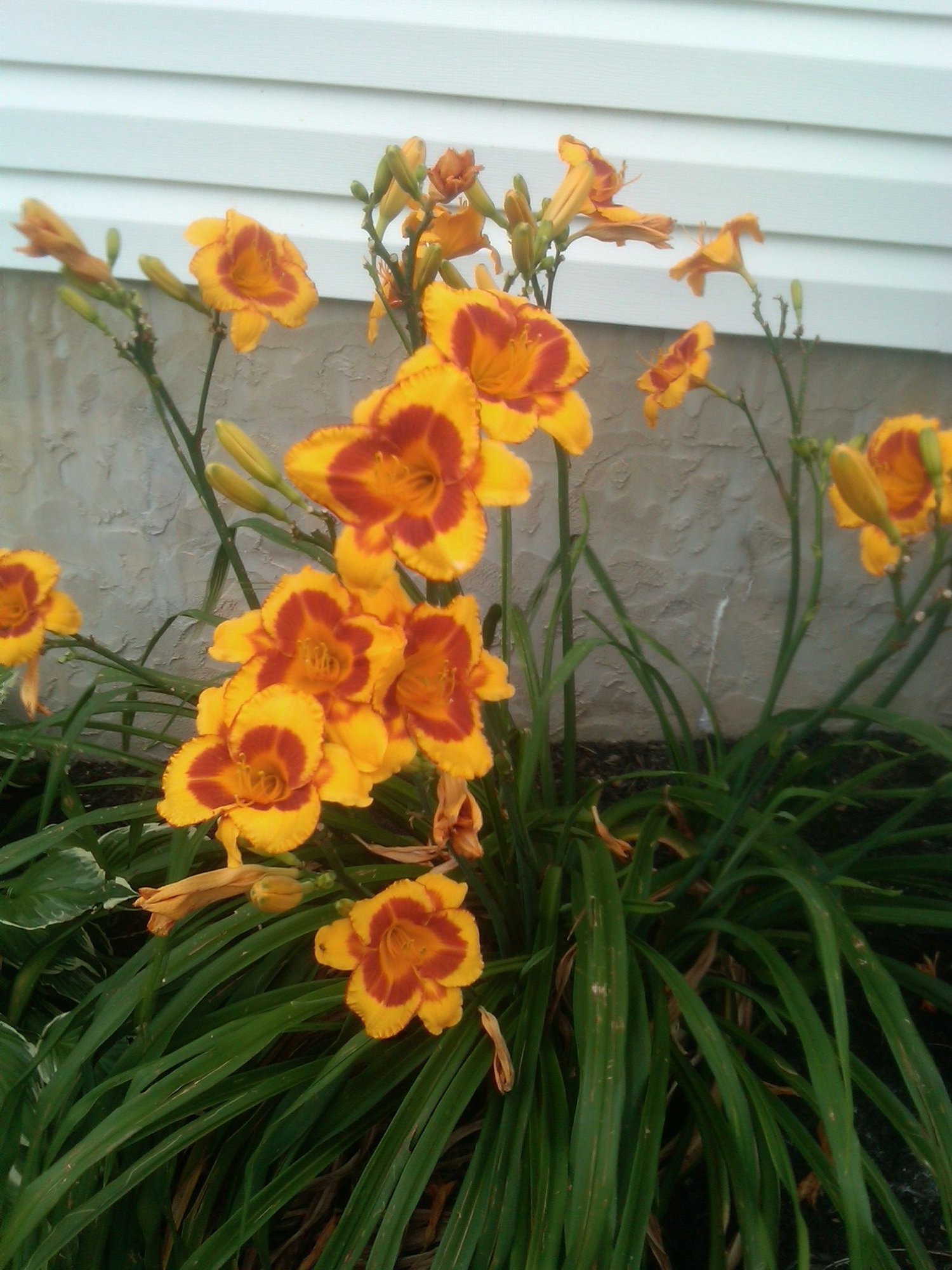 John's flowers photo by drobarr on Garden Showcase