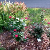 Knock-out rose patch in front yard...this is a new bed.  Behind it ferns and shrimp plant.
