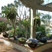 succulent garden