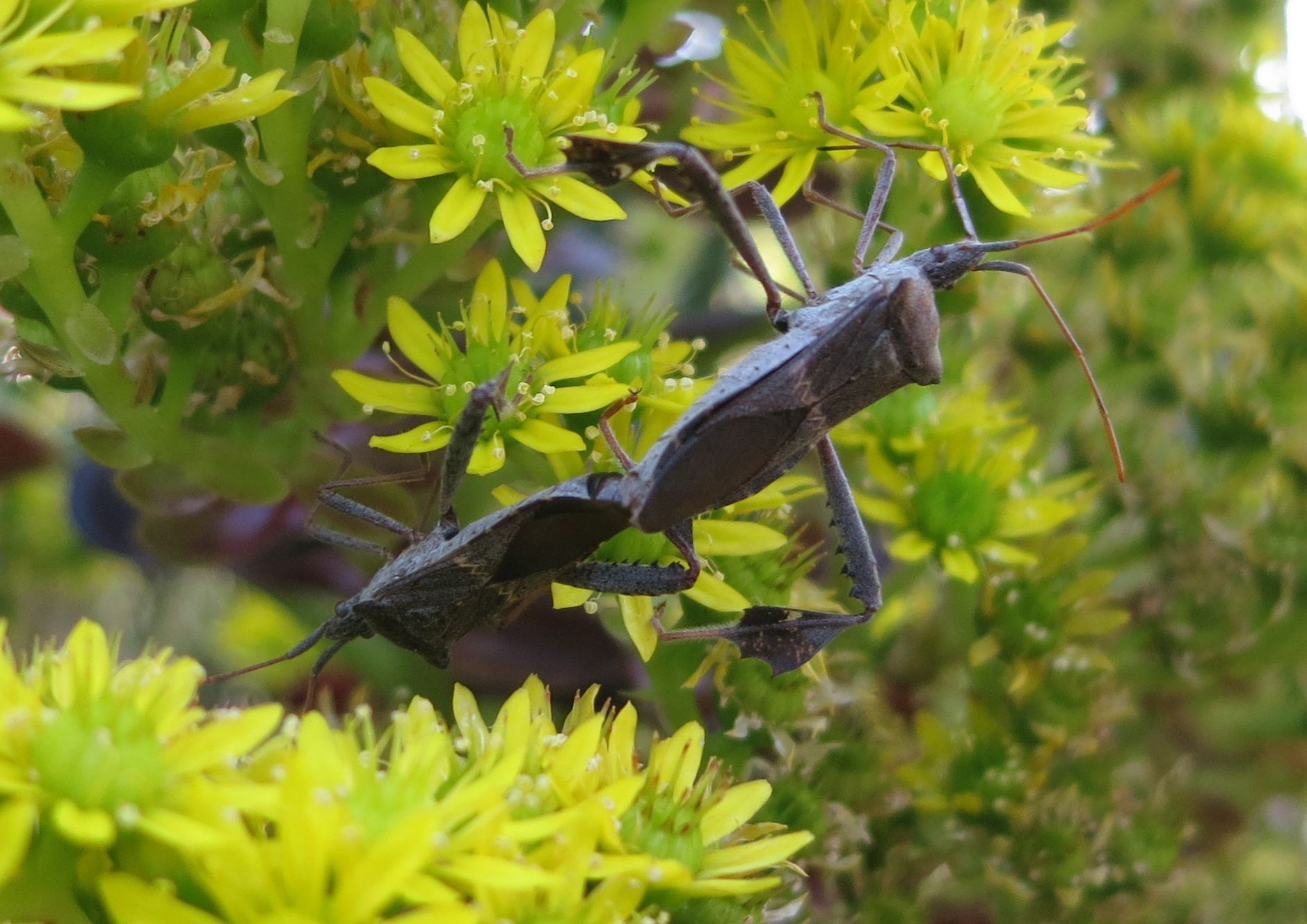 Assasin Bugs mating in Aeonium... photo by palmbob on Garden Showcase
