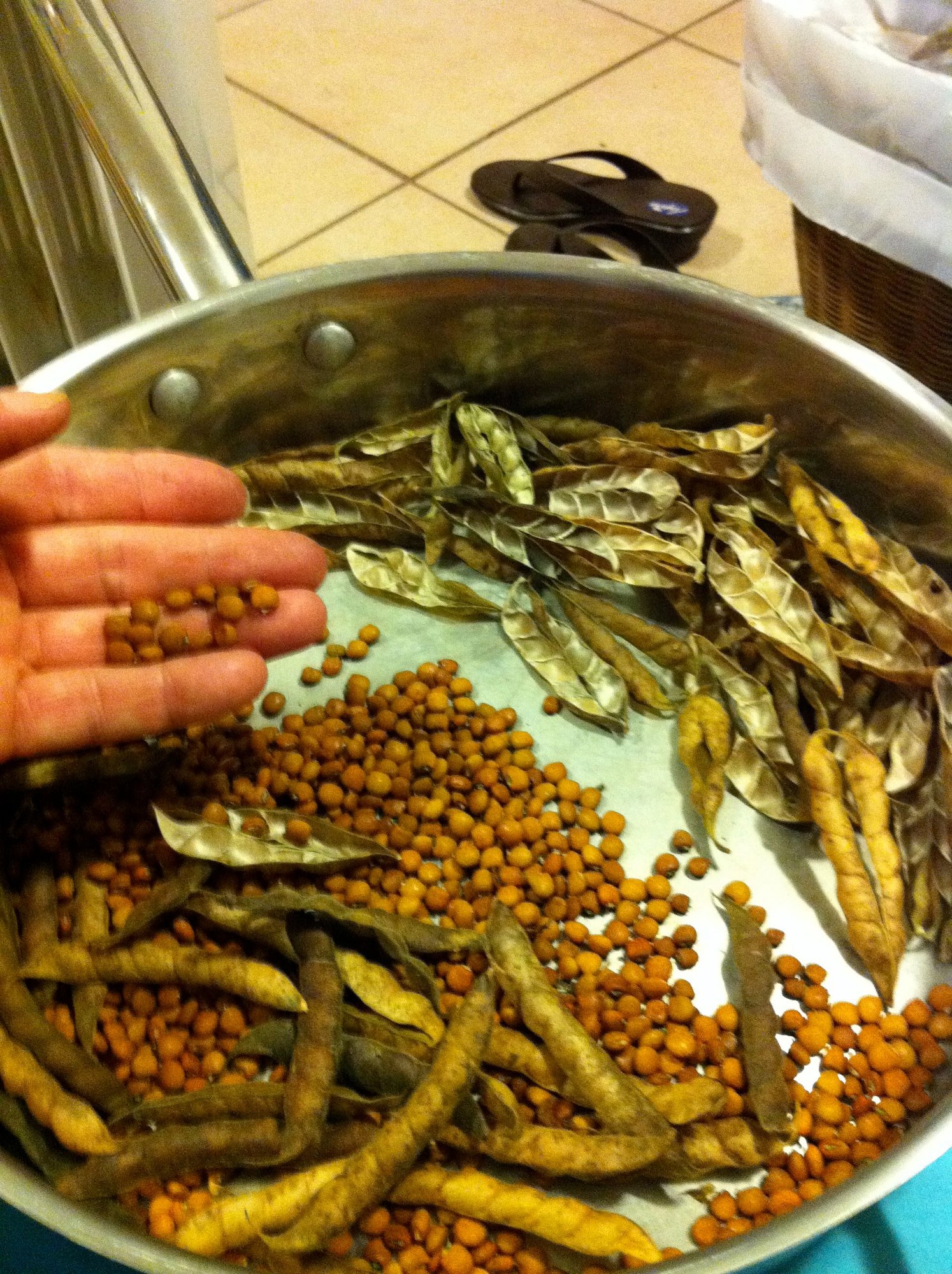 Pigeon pea harvest!!.....aka g... photo by scottbotan on Garden Showcase