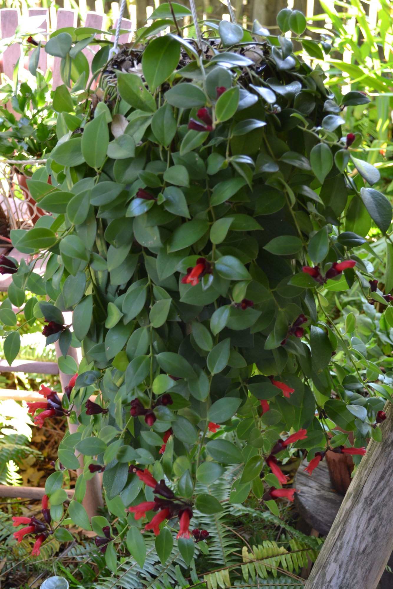 Lipstick Vine photo by sunkissed on Garden Showcase