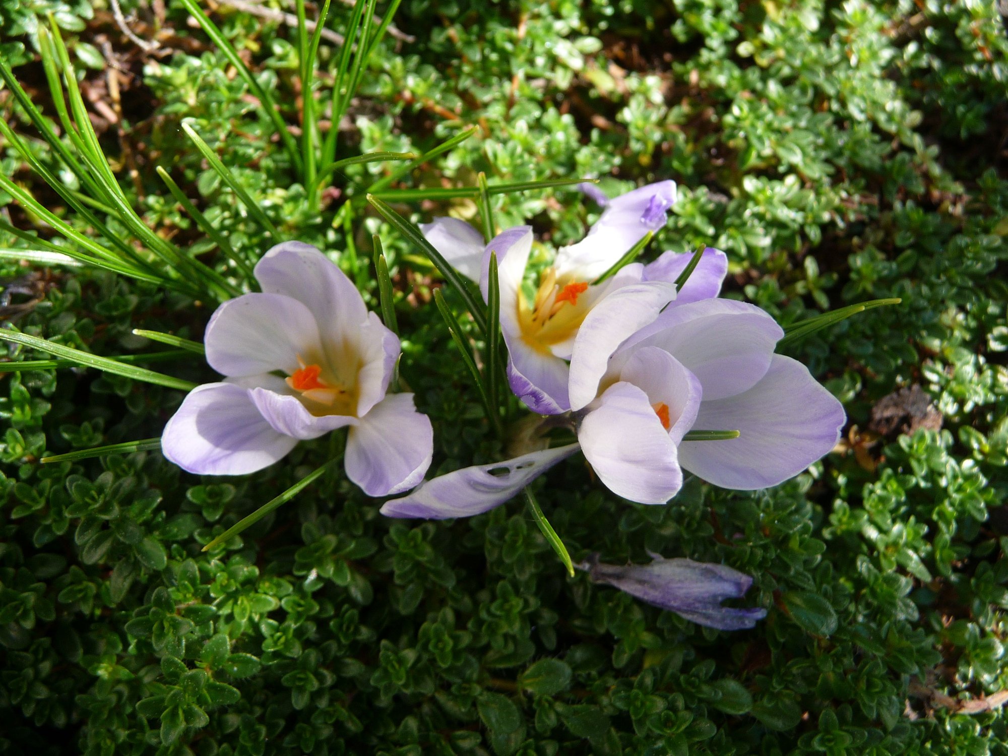 Sweet little Firefly crocuses.... photo by Bikebiddy on Garden Showcase