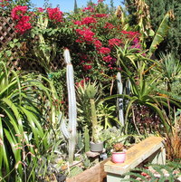 Shot of the back wall (can\'t hardly see wall anymore... but alas neighbor died anyway) and aloes and cacti.. things are getting large, and this is only 2.5 years later.