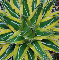 Agave victoriae reginae variegate (Golden Queen)... this one out front but I have another in a pot... both going to Acton.