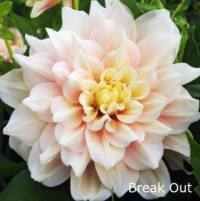 Break Out:  8-10"/5.5ft Blush --Soft watermelon-colored blooms brushed w/ buttercream. 90 (Better blooms when cooler). Considered a 'big sister' to Cafe au' Lait. Southern Garden Approved.