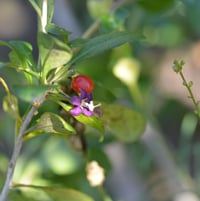 A close look at the flower and fruit of the Lycium barbarum or goji berry shrub.