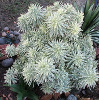 Euphorbia charcias Tasmanian Tiger, an easy plant, but only lasts a few years until a major flowering event spells the end of the plant