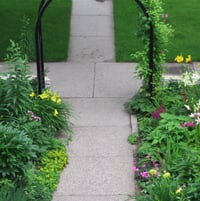 entry arbor with Duchess of Albany clematis; day lilies, sedum
