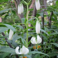 martagon lily