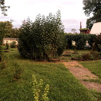 This is the second year for our Nanking cherries to the left. Our Jerusalem artichokes are the tall plants in the middle, and yarrow and squash vines are in the tires. In the background can be seen our pergola covered in purple pods.