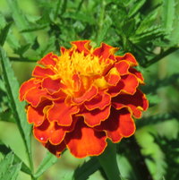 Marigolds have bloomed here - but, mine only have buds ...