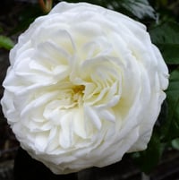 Floribunda Rose 'Luminis' - very fragrant