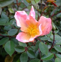 Rose 'Mutabilis'