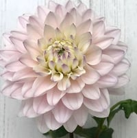 Silver Years:  3-4"/4ft Waterlily Creamy-blush light pink while other times, creay buttery center with light pink.  Lush white and blush color combo. It is a tall bushy plant and prolific bloomer. Cut early to extend vase life.