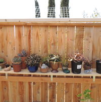 outdoor shade clothed shelf for some of our Tarzana stuff