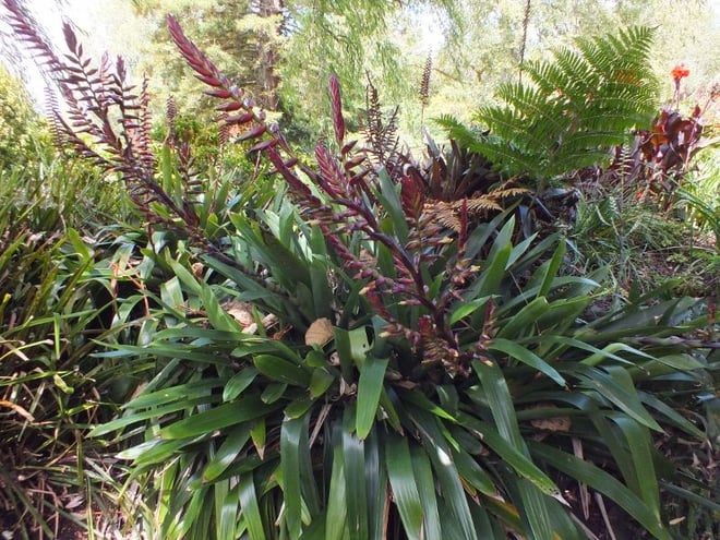 Bromeliad species...