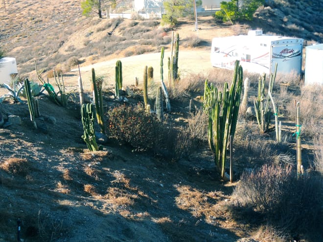 Columnar cactus garden in early fall... might look good in a few years... definitely a work in progress