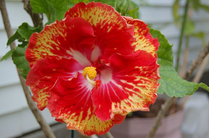 Hibiscus, &lsquo;Tequila Sunrise&rsquo;. photo by LouisianaDene on Garden Showcase