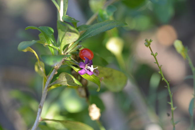 A close look at the flower and fruit of the Lycium barbarum or goji berry shrub.