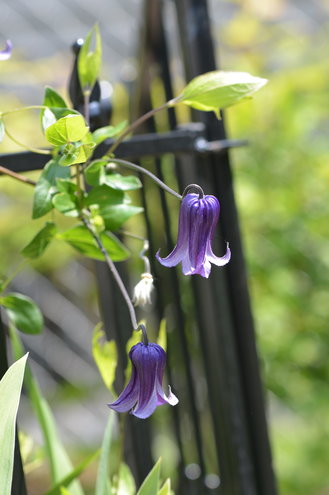 6.20.13 Today is the last day of Spring.  My Clematis 'Rooguchi' is in bloom here growing on my fence.