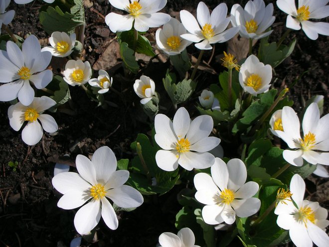 bloodroot photo by bottlegreen on Garden Showcase