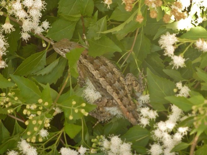 Texas Spiny Lizard (Sceloporus olivaceus)