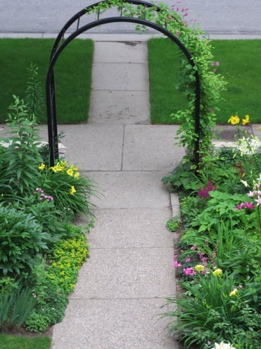 entry arbor with Duchess of Albany clematis; day lilies, sedum
