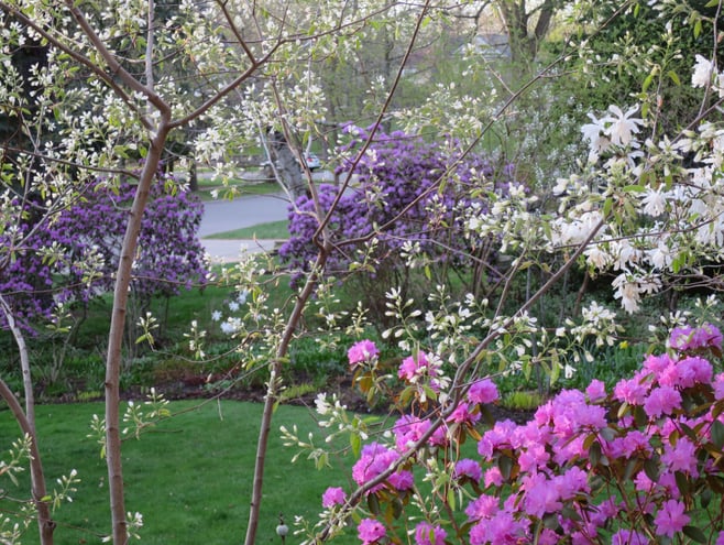 Amelanchier (June berry), magnolia, PJM rhododendron