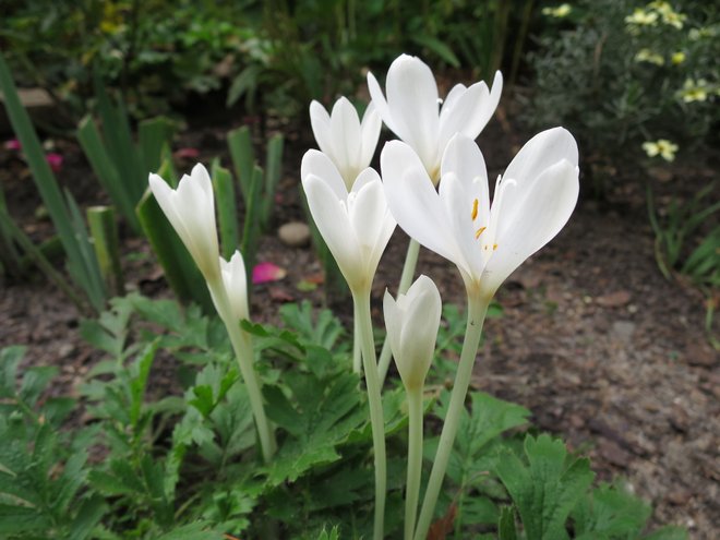 Colchicum autumnale photo by bottlegreen on Garden Showcase