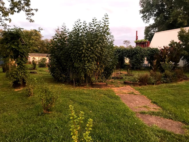 This is the second year for our Nanking cherries to the left. Our Jerusalem artichokes are the tall plants in the middle, and yarrow and squash vines are in the tires. In the background can be seen our pergola covered in purple pods.