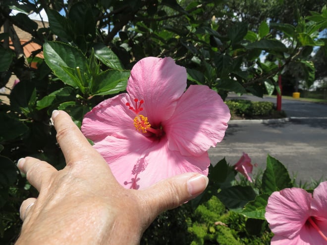 size of Seminole Pink Hibiscus