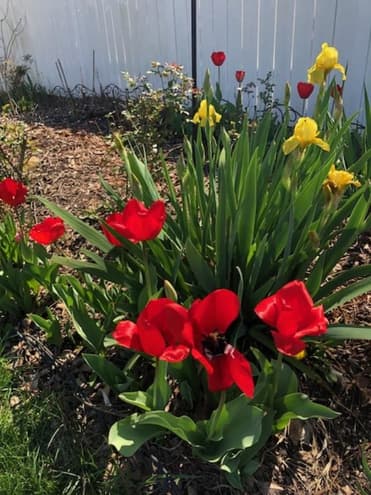 Red tulips and daffodils